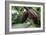 Cocoa Pods-David Nunuk-Framed Photographic Print