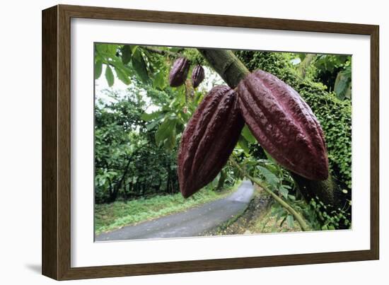 Cocoa Pods-David Nunuk-Framed Photographic Print