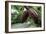 Cocoa Pods-David Nunuk-Framed Photographic Print