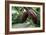 Cocoa Pods-David Nunuk-Framed Photographic Print