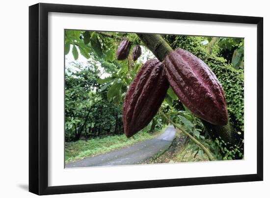 Cocoa Pods-David Nunuk-Framed Photographic Print