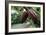 Cocoa Pods-David Nunuk-Framed Photographic Print