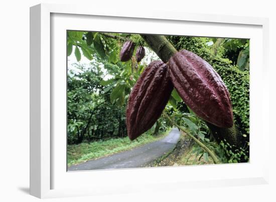 Cocoa Pods-David Nunuk-Framed Photographic Print