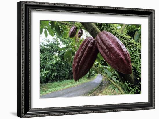 Cocoa Pods-David Nunuk-Framed Photographic Print