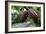 Cocoa Pods-David Nunuk-Framed Photographic Print