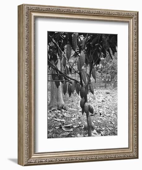 Cocoa Tree, Jamaica, C1905-Adolphe & Son Duperly-Framed Giclee Print