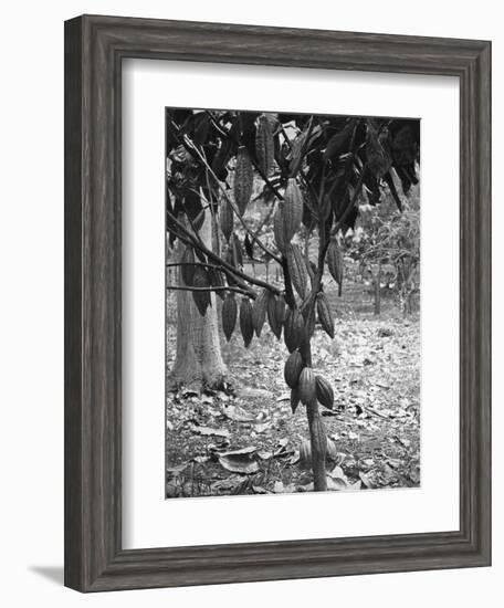 Cocoa Tree, Jamaica, C1905-Adolphe & Son Duperly-Framed Giclee Print