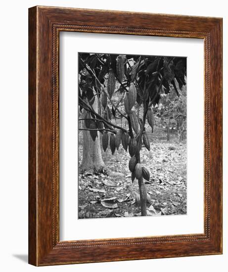 Cocoa Tree, Jamaica, C1905-Adolphe & Son Duperly-Framed Giclee Print