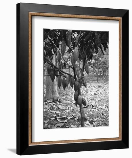 Cocoa Tree, Jamaica, C1905-Adolphe & Son Duperly-Framed Giclee Print