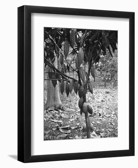 Cocoa Tree, Jamaica, C1905-Adolphe & Son Duperly-Framed Giclee Print