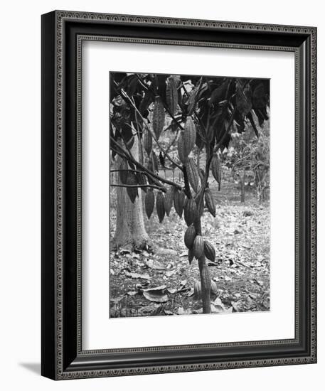 Cocoa Tree, Jamaica, C1905-Adolphe & Son Duperly-Framed Giclee Print