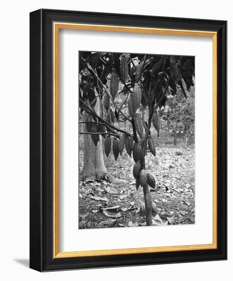 Cocoa Tree, Jamaica, C1905-Adolphe & Son Duperly-Framed Giclee Print