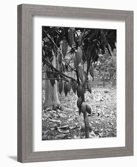 Cocoa Tree, Jamaica, C1905-Adolphe & Son Duperly-Framed Giclee Print