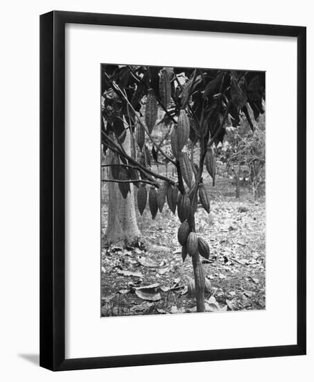 Cocoa Tree, Jamaica, C1905-Adolphe & Son Duperly-Framed Giclee Print