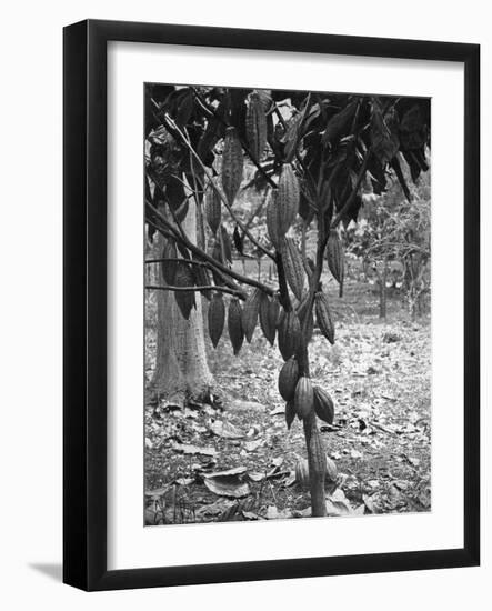 Cocoa Tree, Jamaica, C1905-Adolphe & Son Duperly-Framed Giclee Print