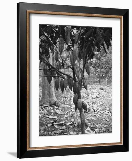 Cocoa Tree, Jamaica, C1905-Adolphe & Son Duperly-Framed Giclee Print