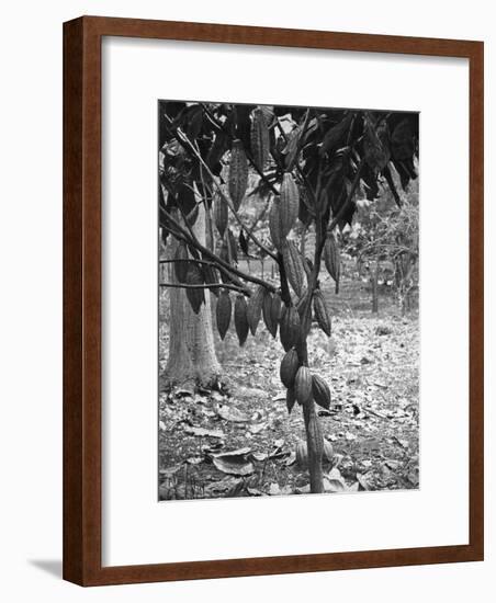 Cocoa Tree, Jamaica, C1905-Adolphe & Son Duperly-Framed Giclee Print