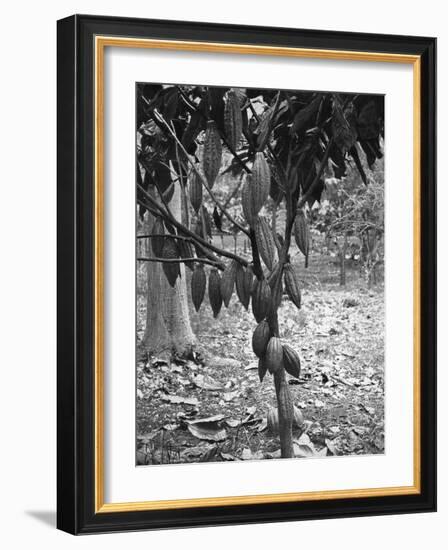 Cocoa Tree, Jamaica, C1905-Adolphe & Son Duperly-Framed Giclee Print