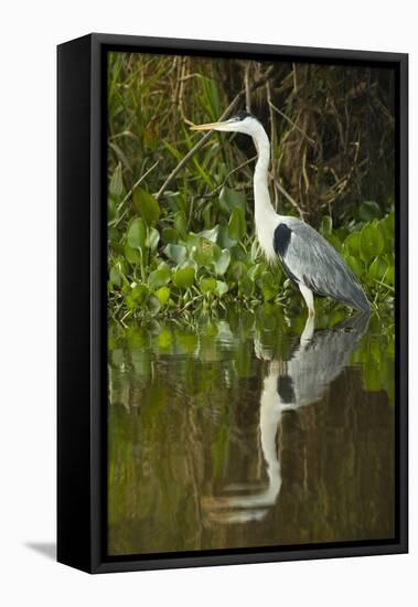 Cocoi Heron-Joe McDonald-Framed Premier Image Canvas