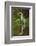 Cocoi Heron-Joe McDonald-Framed Photographic Print