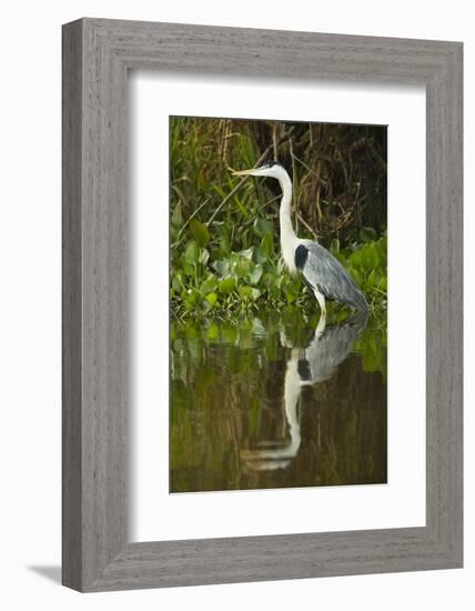 Cocoi Heron-Joe McDonald-Framed Photographic Print