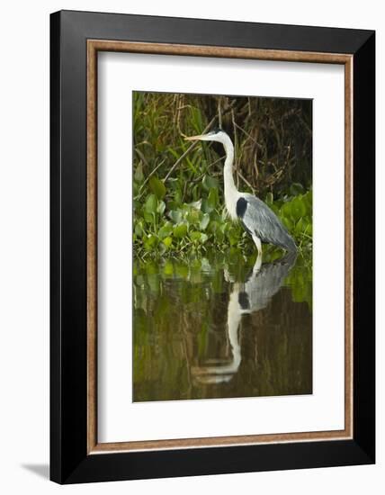 Cocoi Heron-Joe McDonald-Framed Photographic Print