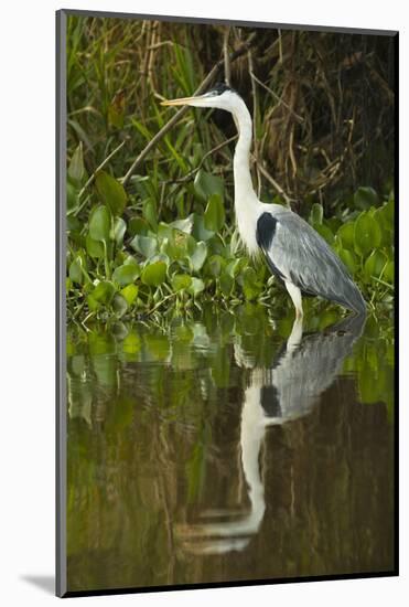 Cocoi Heron-Joe McDonald-Mounted Photographic Print