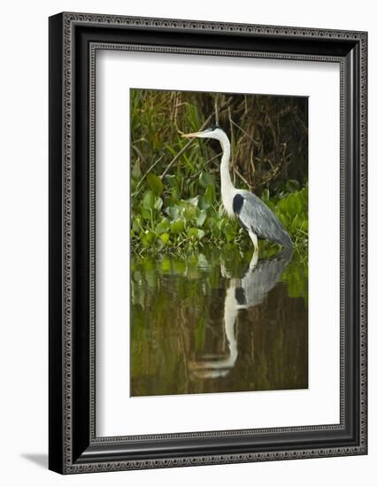 Cocoi Heron-Joe McDonald-Framed Photographic Print