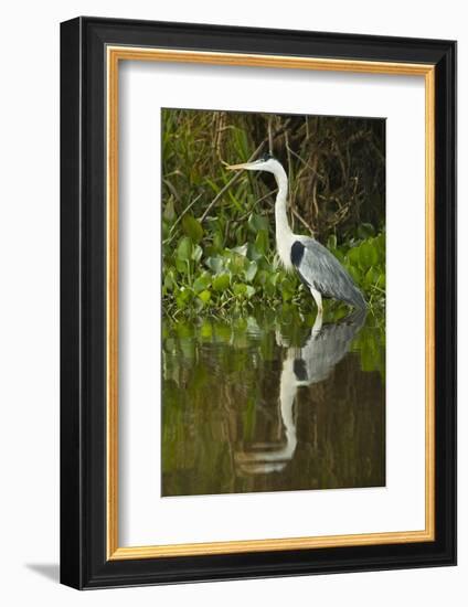 Cocoi Heron-Joe McDonald-Framed Photographic Print