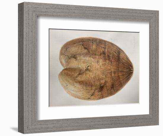 Coconut 1-Lincoln Seligman-Framed Giclee Print