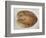 Coconut 1-Lincoln Seligman-Framed Giclee Print