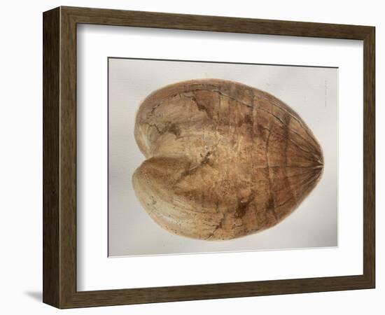 Coconut 1-Lincoln Seligman-Framed Giclee Print
