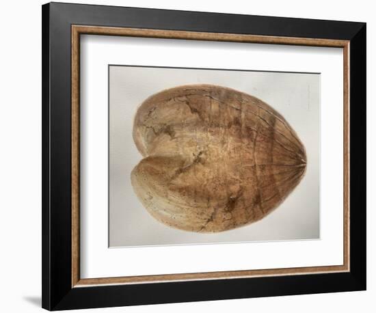 Coconut 1-Lincoln Seligman-Framed Giclee Print