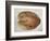 Coconut 1-Lincoln Seligman-Framed Giclee Print