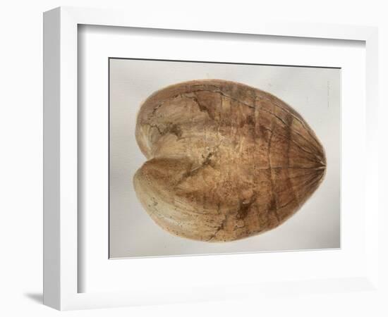 Coconut 1-Lincoln Seligman-Framed Giclee Print