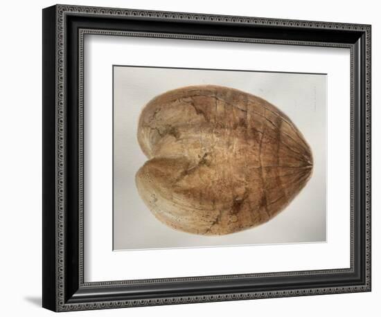 Coconut 1-Lincoln Seligman-Framed Giclee Print