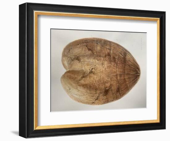 Coconut 1-Lincoln Seligman-Framed Giclee Print