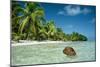 Coconut Floating Ashore on to Tropical Island-null-Mounted Photographic Print