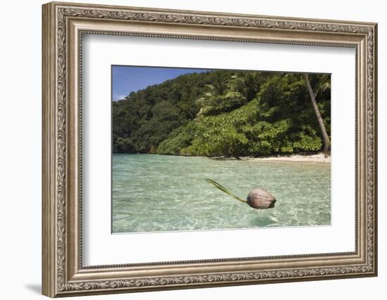 Coconut Floating in Lagoon, Micronesia, Palau-Reinhard Dirscherl-Framed Photographic Print