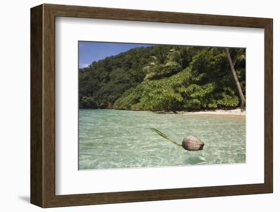 Coconut Floating in Lagoon, Micronesia, Palau-Reinhard Dirscherl-Framed Photographic Print