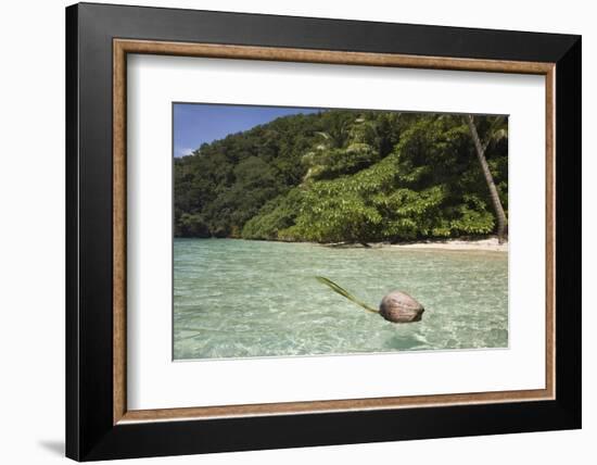 Coconut Floating in Lagoon, Micronesia, Palau-Reinhard Dirscherl-Framed Photographic Print