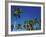 Coconut Grove-Chris Simpson-Framed Giclee Print