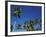 Coconut Grove-Chris Simpson-Framed Giclee Print