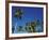 Coconut Grove-Chris Simpson-Framed Giclee Print