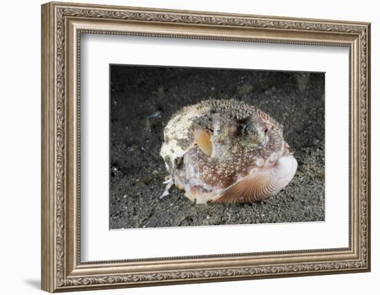 Coconut Octopus Hiding in a Shell (Octopus Marginatus), Lembeh Strait, North Sulawesi, Indonesia-Reinhard Dirscherl-Framed Photographic Print