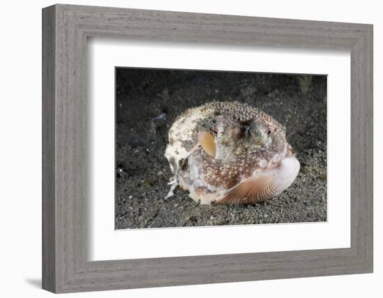 Coconut Octopus Hiding in a Shell (Octopus Marginatus), Lembeh Strait, North Sulawesi, Indonesia-Reinhard Dirscherl-Framed Photographic Print