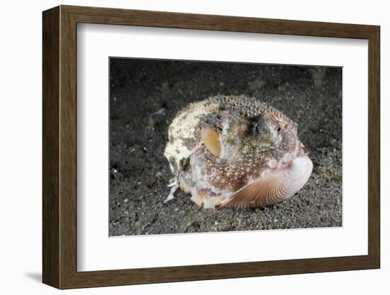 Coconut Octopus Hiding in a Shell (Octopus Marginatus), Lembeh Strait, North Sulawesi, Indonesia-Reinhard Dirscherl-Framed Photographic Print