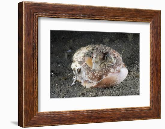 Coconut Octopus Hiding in a Shell (Octopus Marginatus), Lembeh Strait, North Sulawesi, Indonesia-Reinhard Dirscherl-Framed Photographic Print