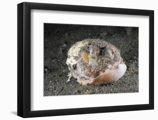 Coconut Octopus Hiding in a Shell (Octopus Marginatus), Lembeh Strait, North Sulawesi, Indonesia-Reinhard Dirscherl-Framed Photographic Print