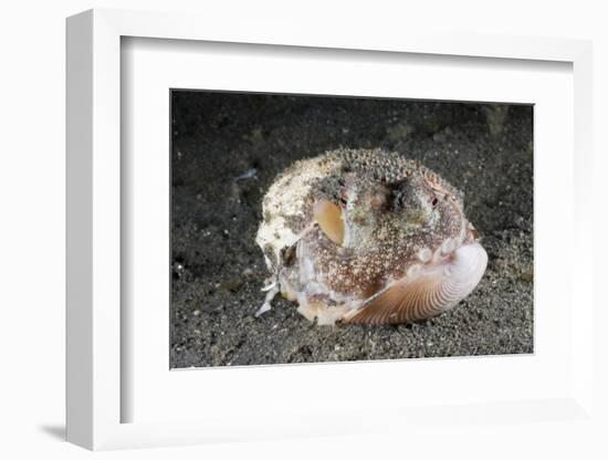 Coconut Octopus Hiding in a Shell (Octopus Marginatus), Lembeh Strait, North Sulawesi, Indonesia-Reinhard Dirscherl-Framed Photographic Print